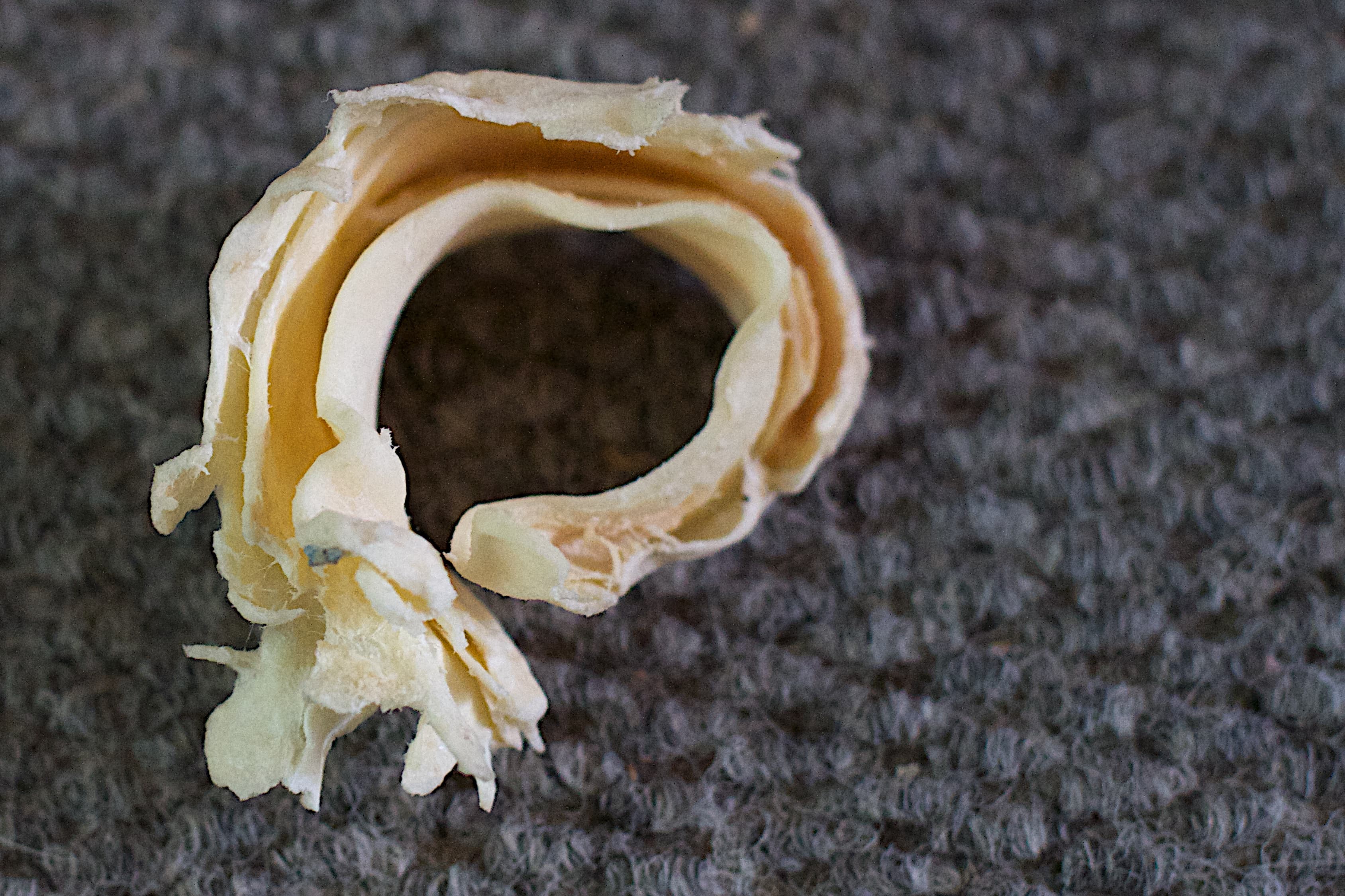 Best Dental Chews & Sticks for Dogs (NZ)
