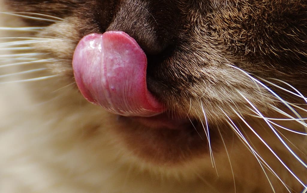 A cat biting into a large dental kibble piece, showing the chewing action that scrubs the tooth