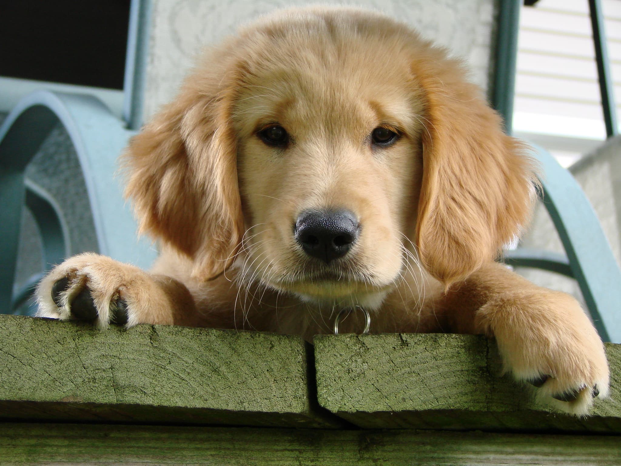 Best Flea Treatments for Dogs (NZ 2026)