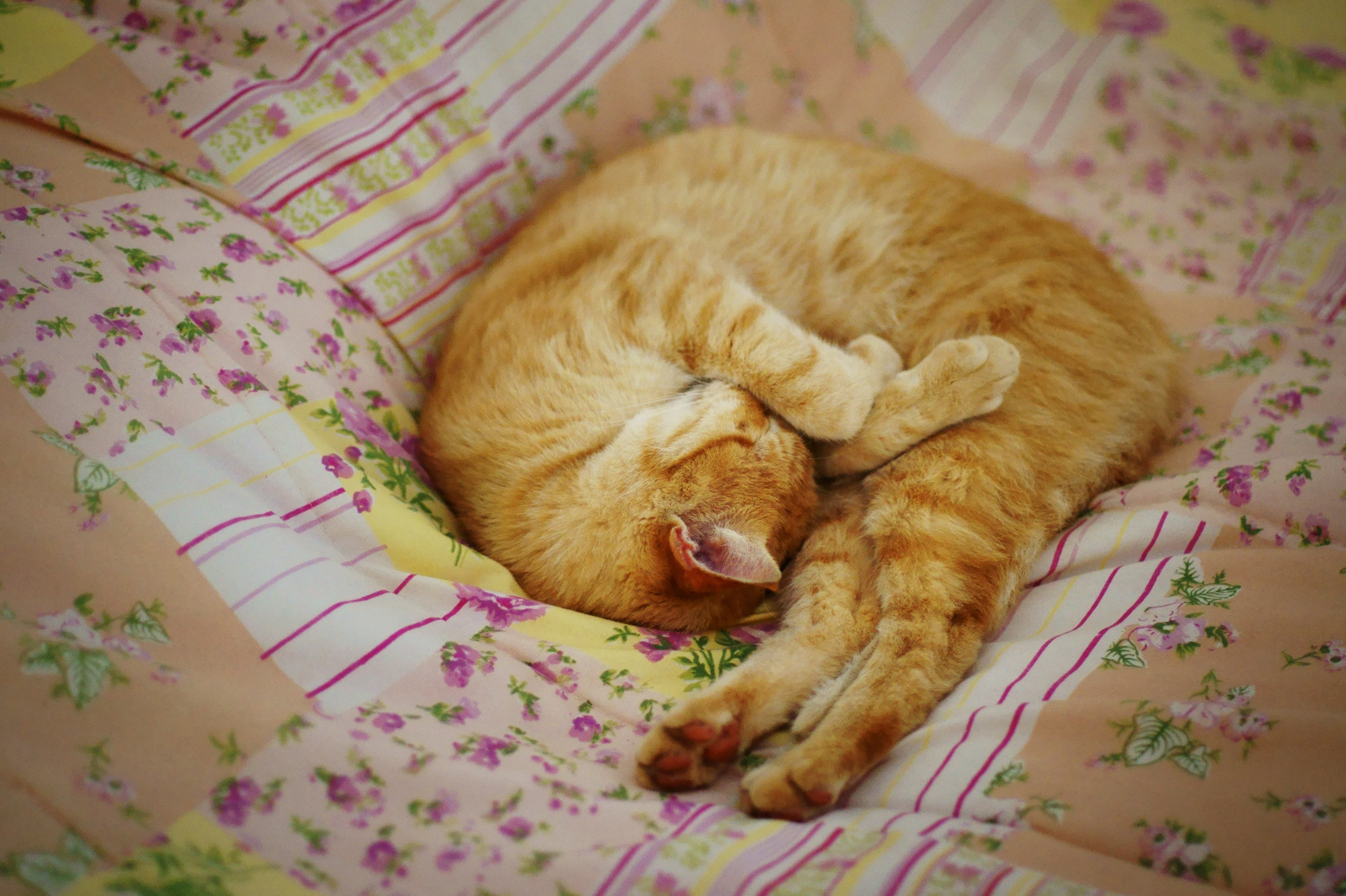 Calming Sprays & Stress Relief for Cats (NZ)