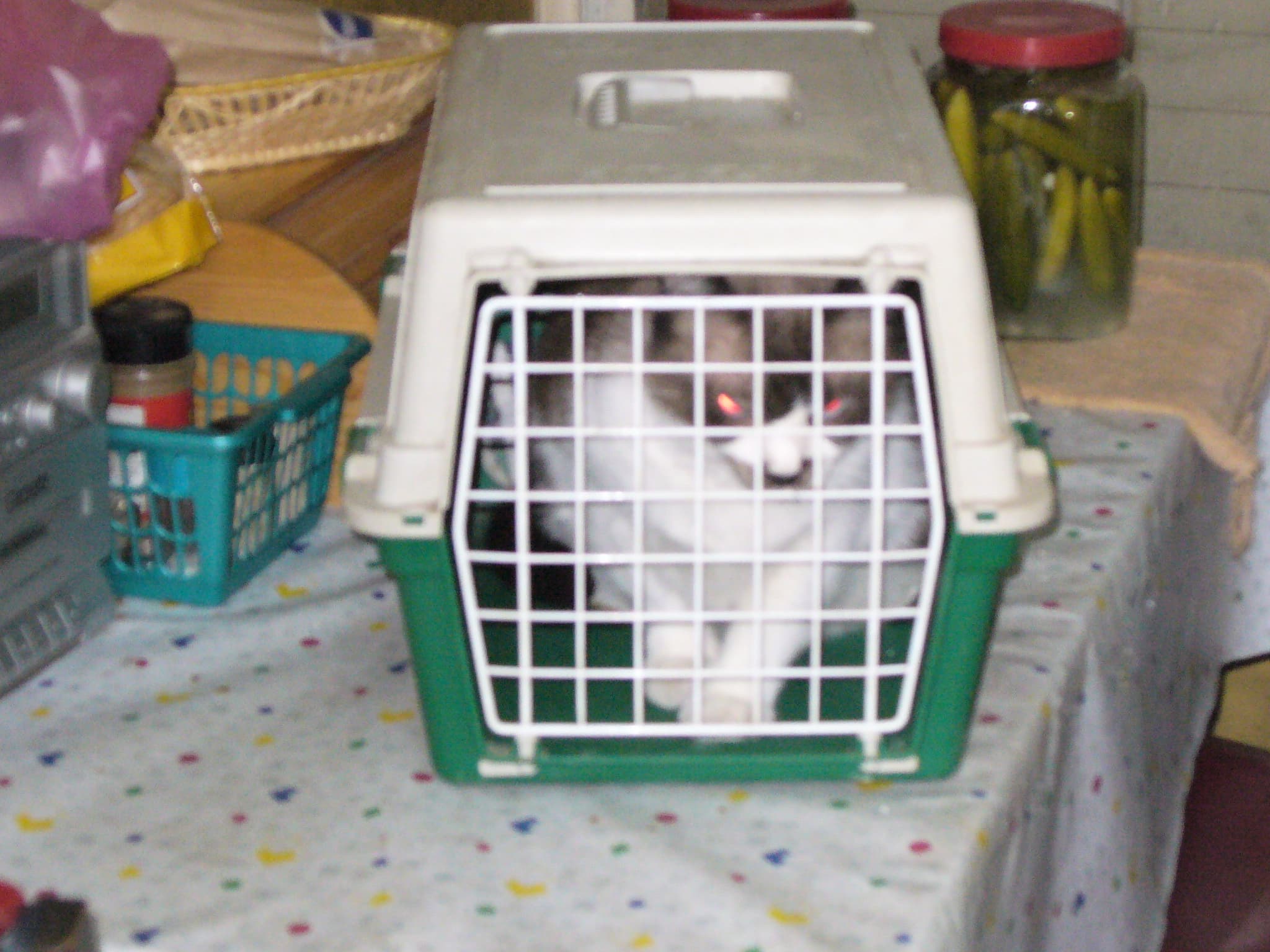 A cat being gently held while an owner checks the fur around its tail for signs of worms