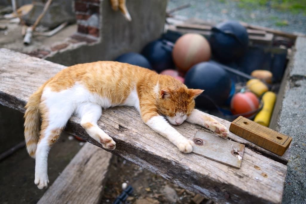 Cat Worming: Best Tablets & How Often (NZ)