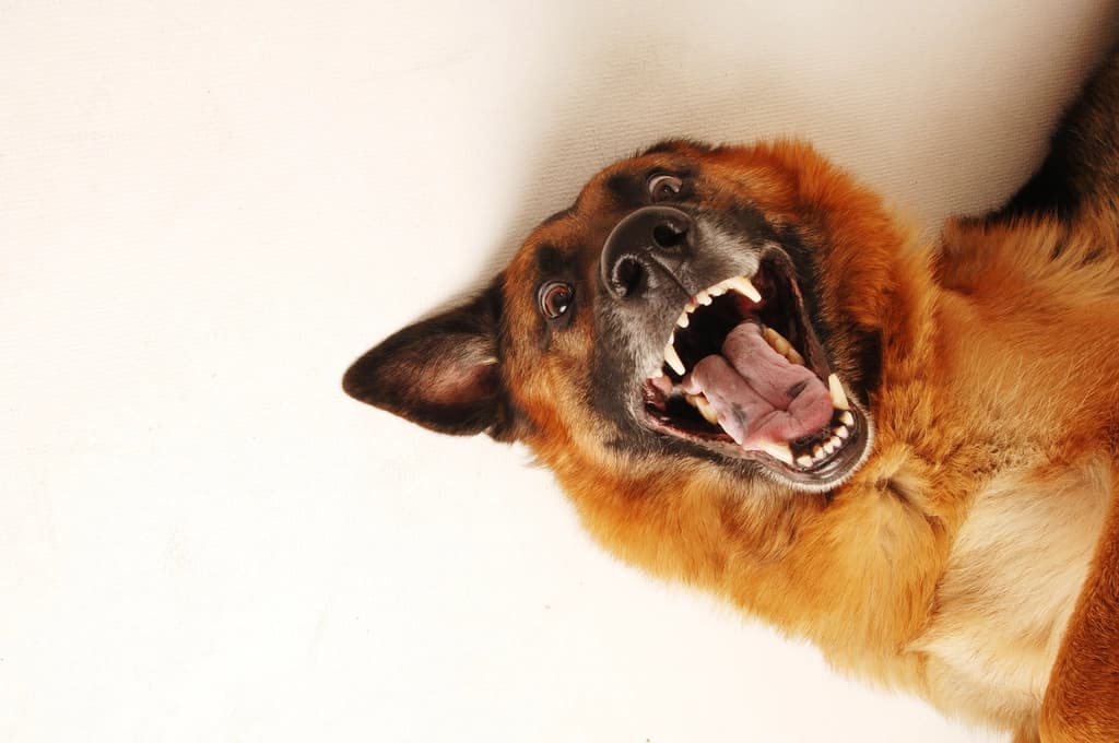 Close-up of a dog's mouth being gently held open to show yellow-brown tartar build-up along the gumline