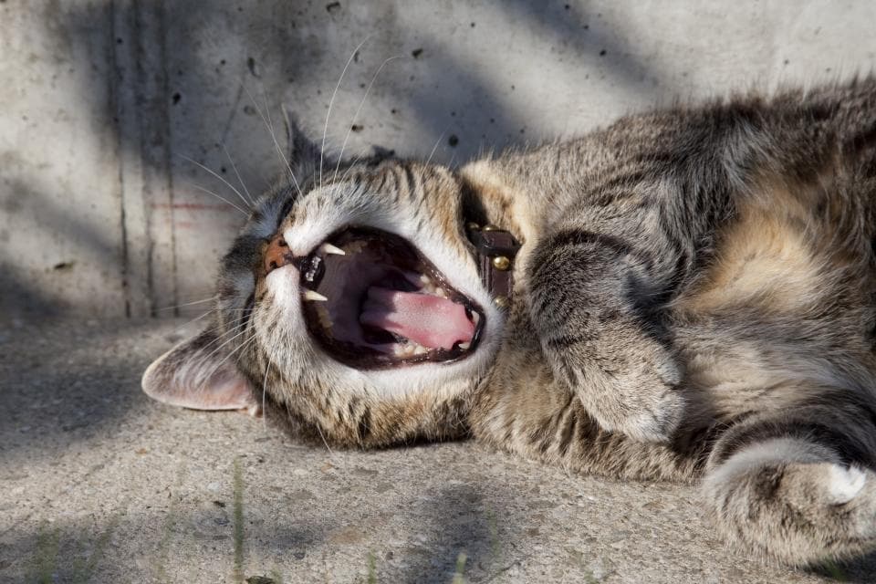 A cat being offered a dental treat and a dog chewing a dental chew, with a pet toothbrush and toothpaste tube nearby