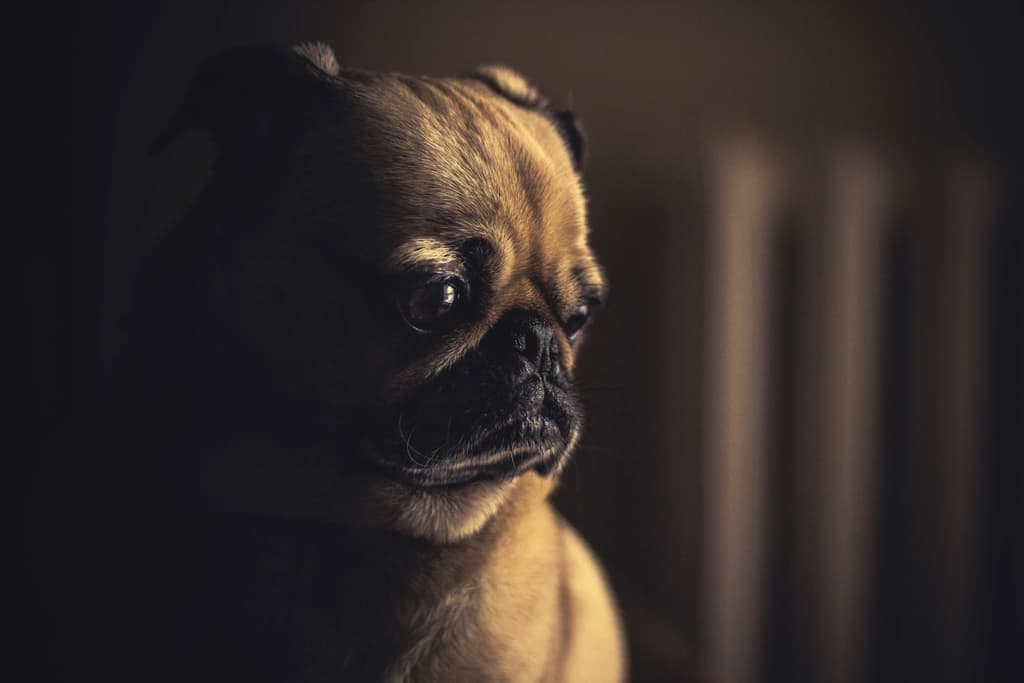 Dog Anxiety: Signs & How to Help (Vet-Informed)
