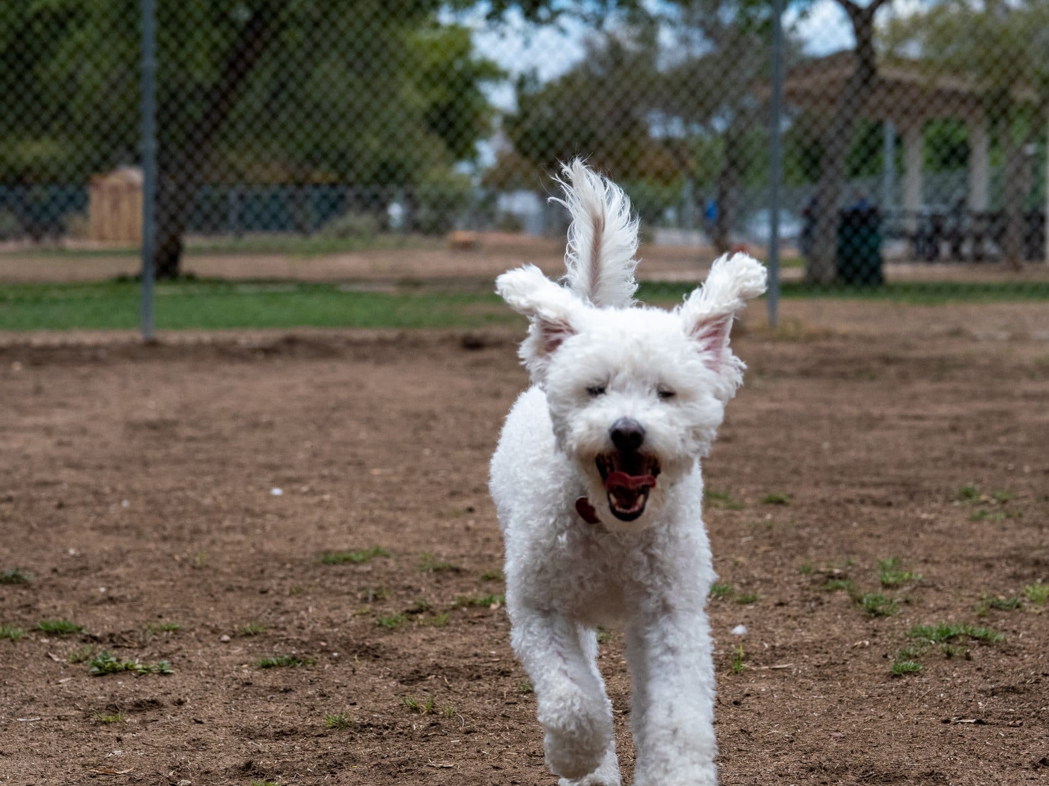 Dog Ear Infections: Cleaning & Treatment (NZ)