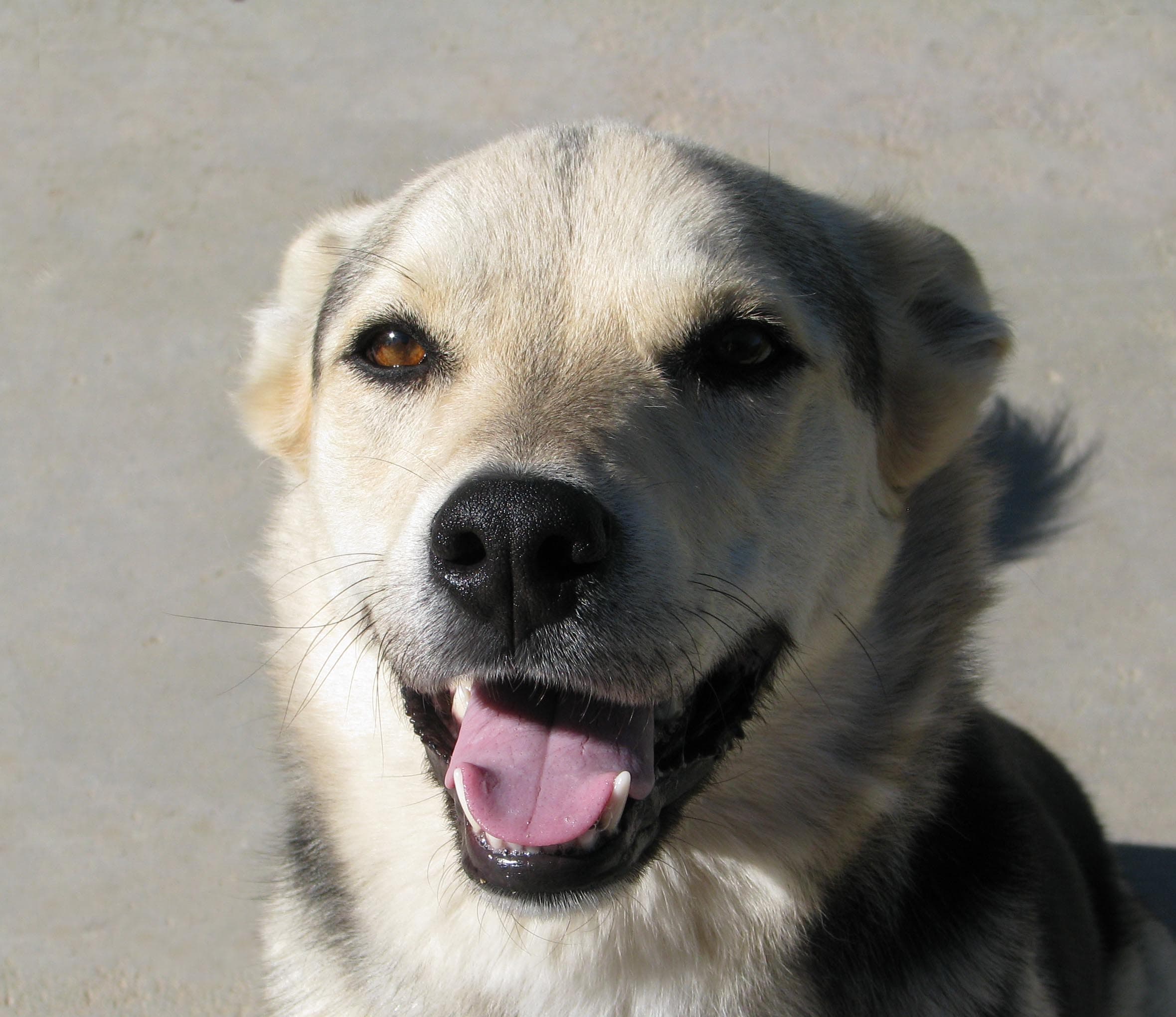 A dog happily taking a monthly chewable flea and worm tablet from its owner's hand