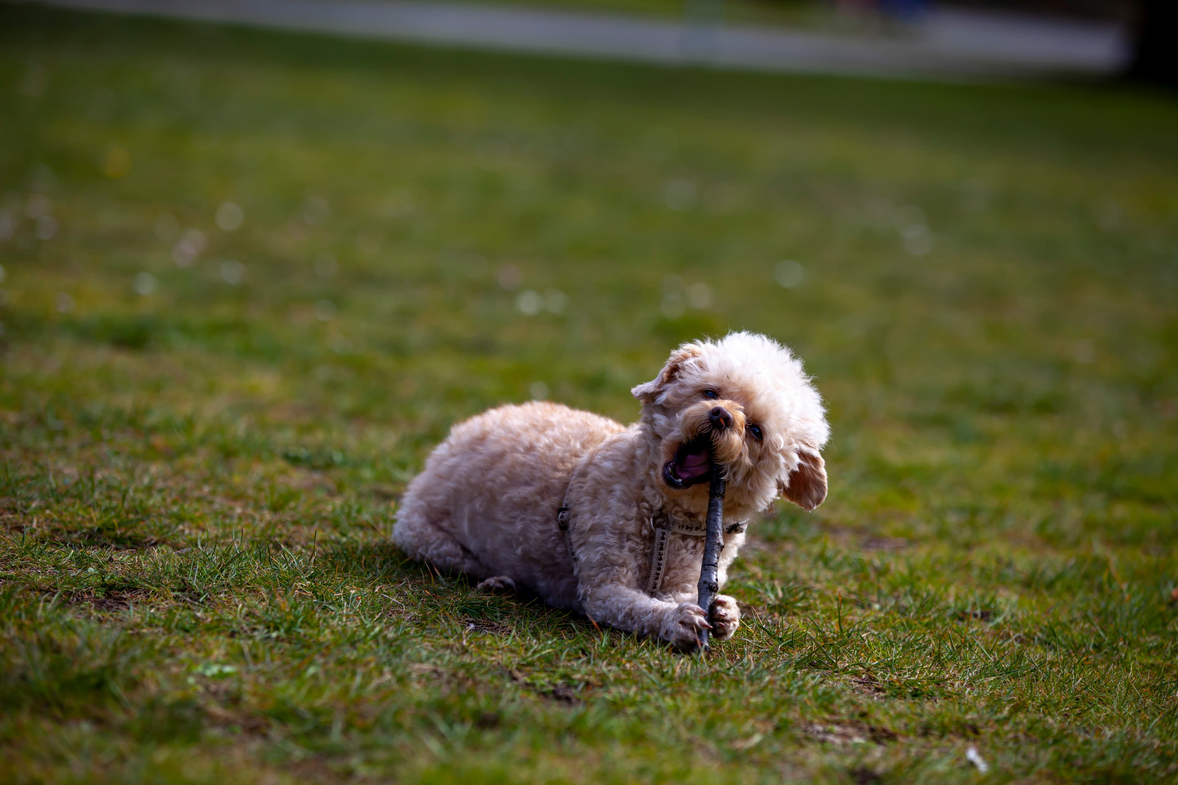 Dog Flea & Worm Combo Treatments (NZ)