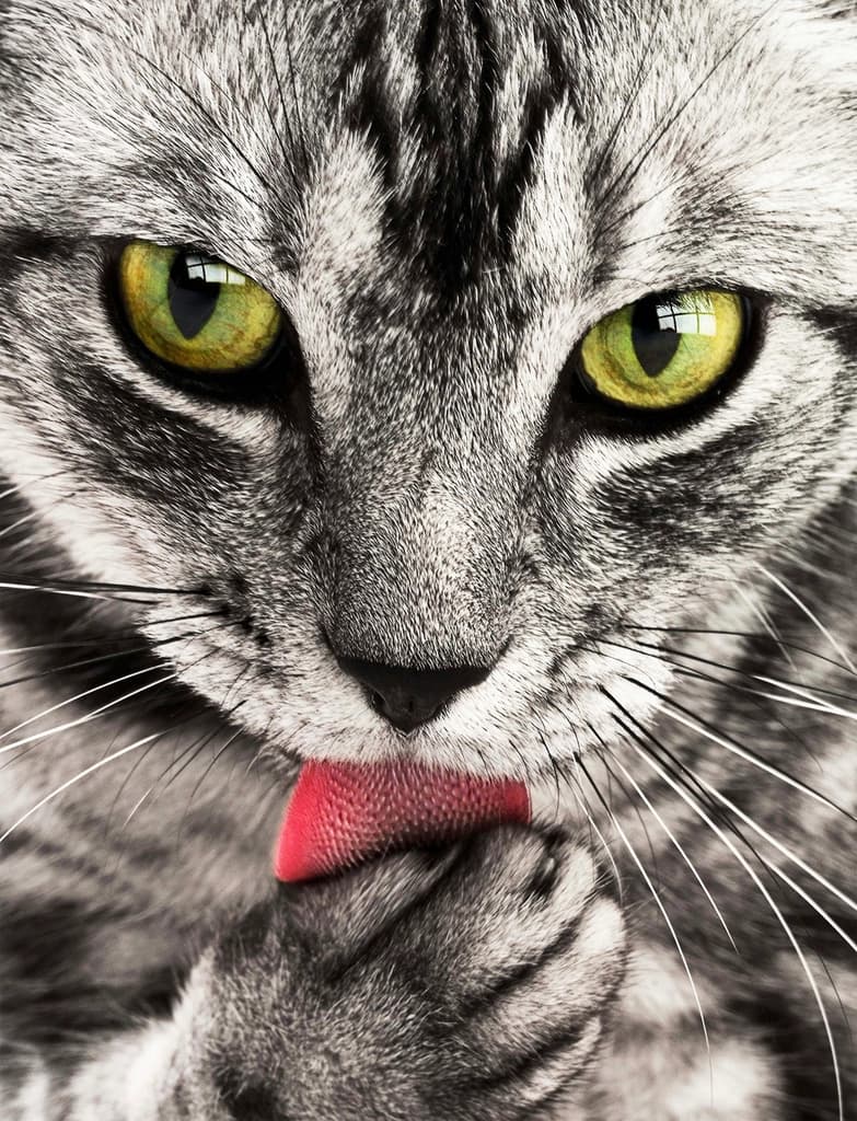 A hand parting a cat's neck fur to apply a spot-on flea treatment to the skin