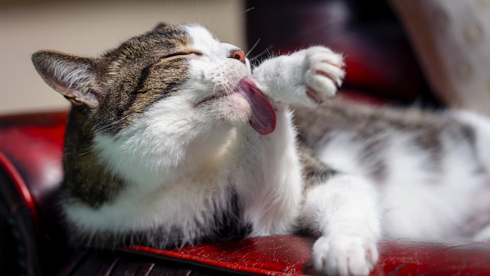 A person running a fine-toothed flea comb through a tabby cat's fur near the base of the tail