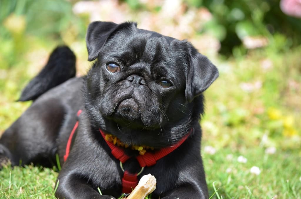 Worming Tablets for Puppies (Schedule & Picks, NZ)
